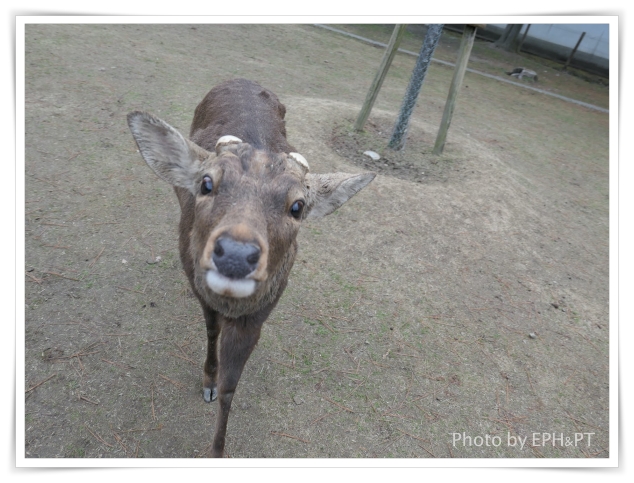 [遊記] 日本關西旅行-第四天-奈良公園餵鹿&飯店泡澡
